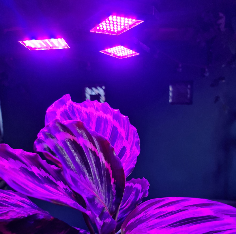 LED kweeklamp - 108 LED - Rood/blauw - Verstelbaar LED kweeklamp - 108 LED - Rood/blauw - Verstelbaar